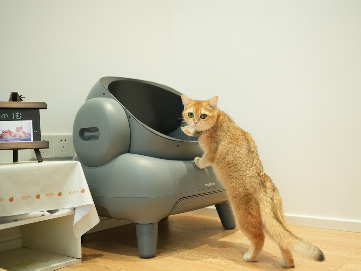 Imagen ilustrativa: Mi gato no orina bien