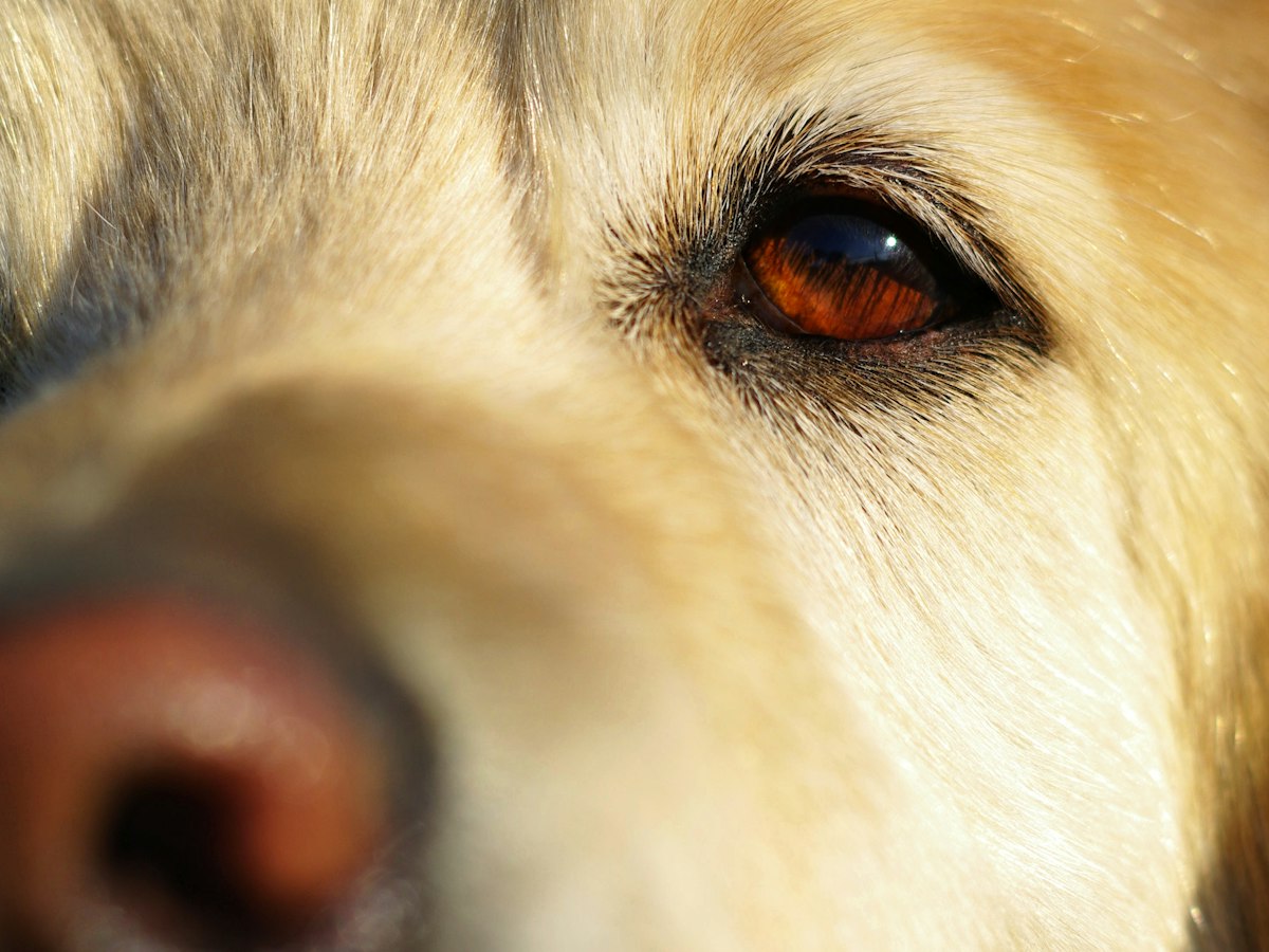 Imagen ilustrativa: Mi mascota tiene los ojos rojos