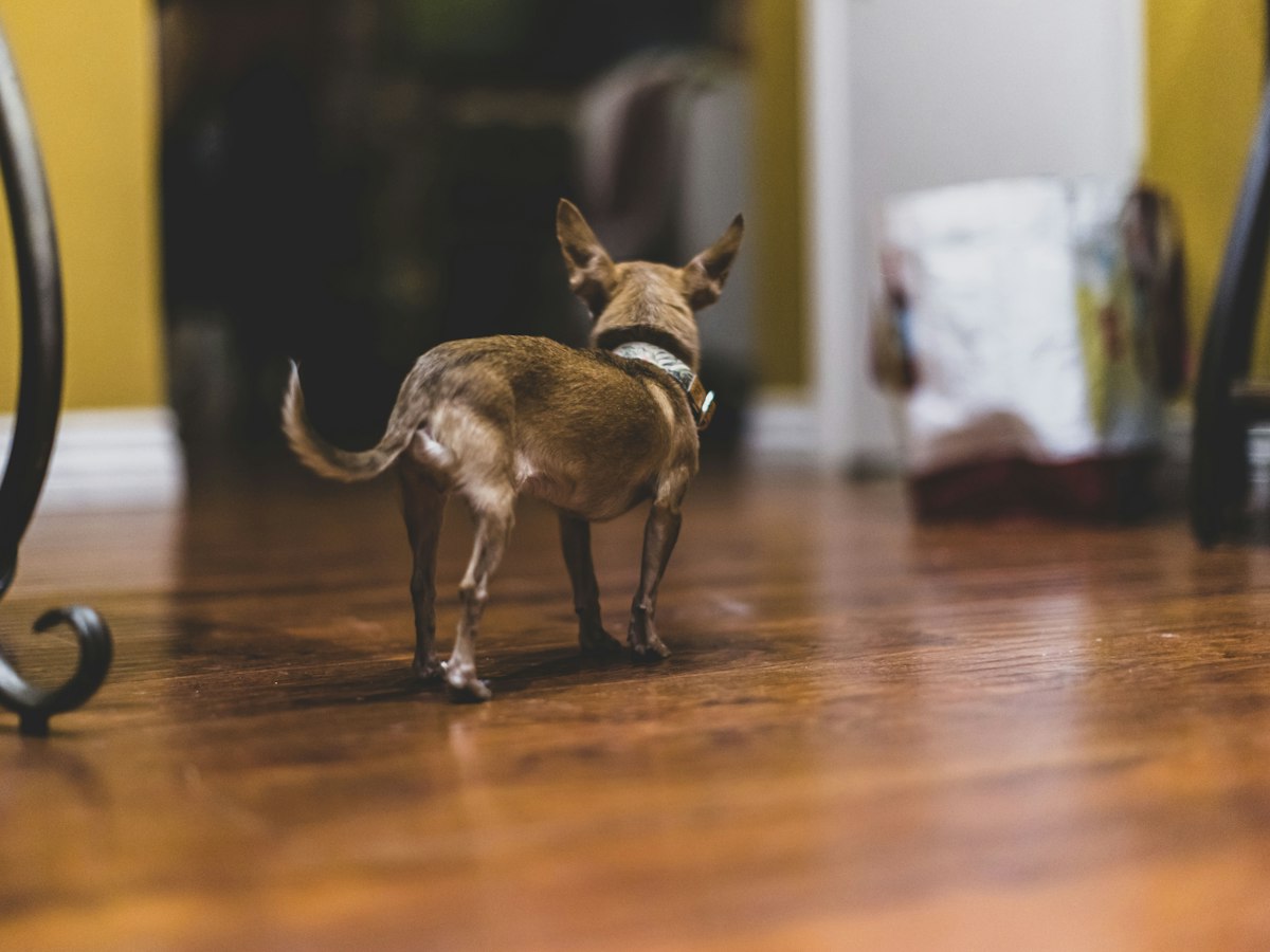 Imagen ilustrativa: Mi perro cojea