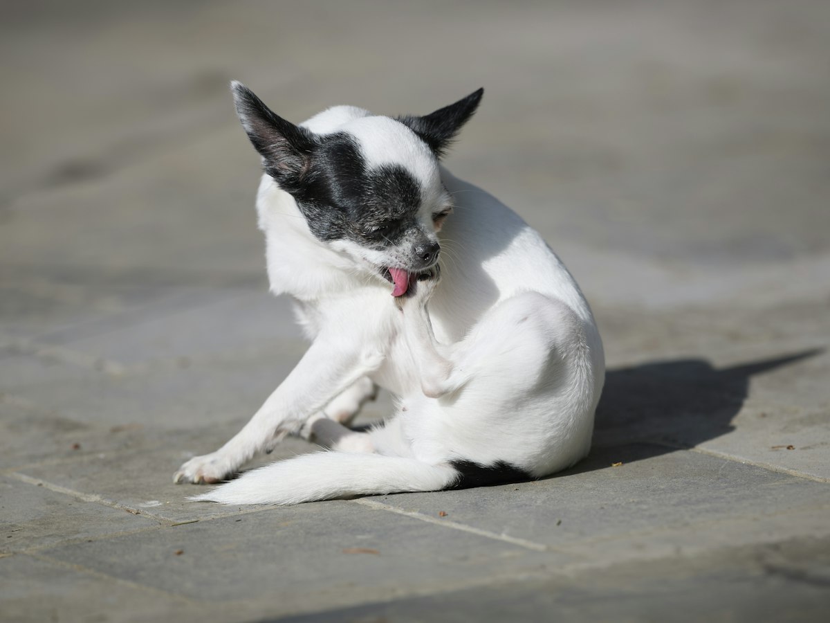 Imagen ilustrativa: Mi perro se rasca mucho