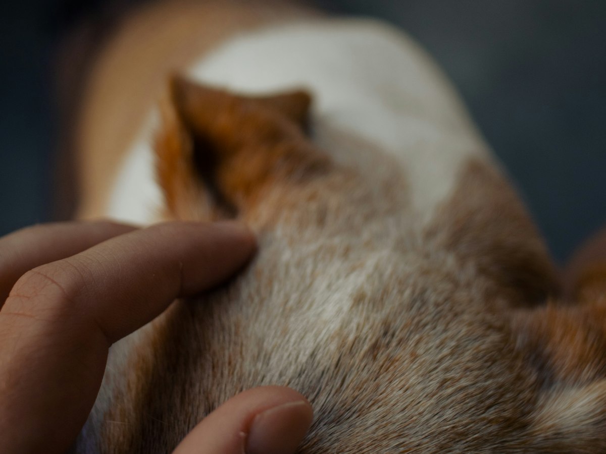Imagen ilustrativa: Mi perro tiene un bulto
