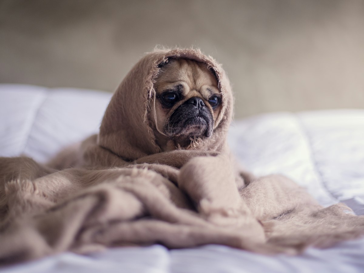 Imagen ilustrativa: Mi perro vomita o tiene diarrea