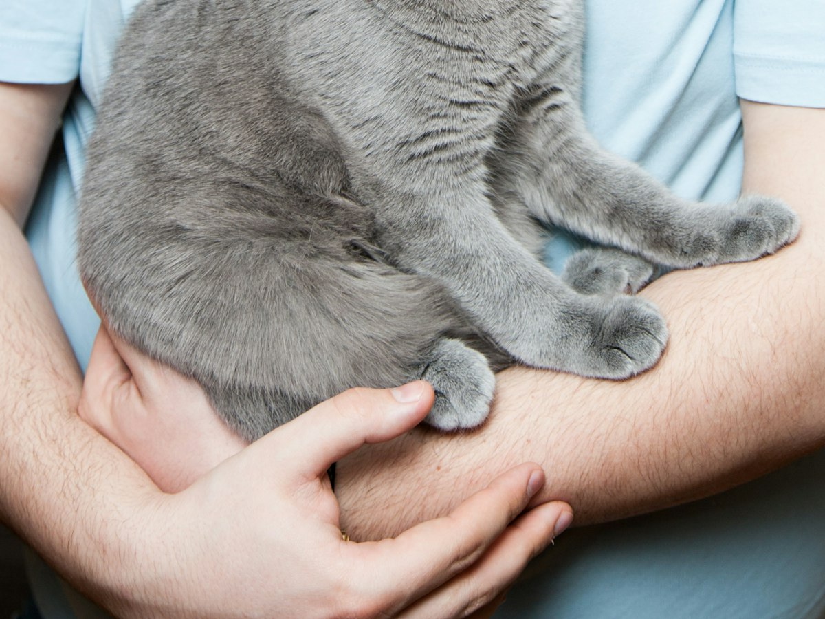 Imagen ilustrativa: Necesito castrar a mi gato