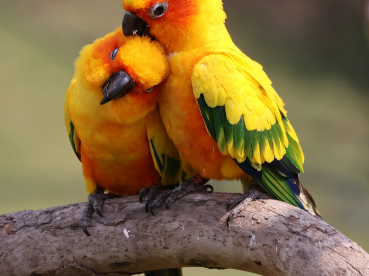 Imagen ilustrativa: veterinario de aves cerca de ti