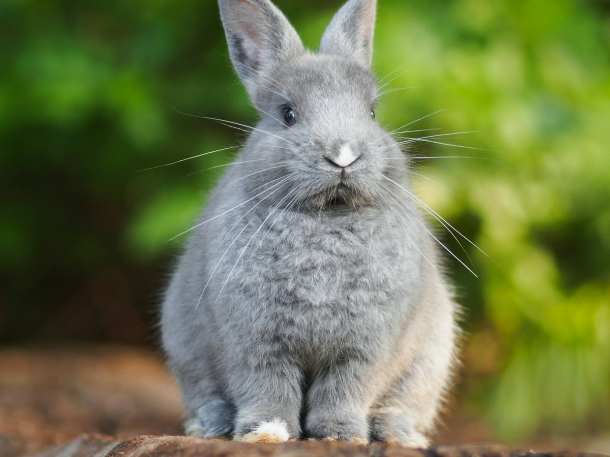 Imagen ilustrativa: veterinario de conejos cerca de ti