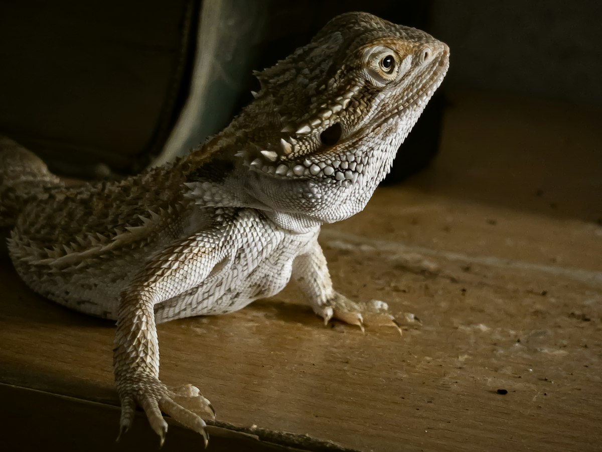 Imagen ilustrativa: veterinario de reptiles cerca de ti