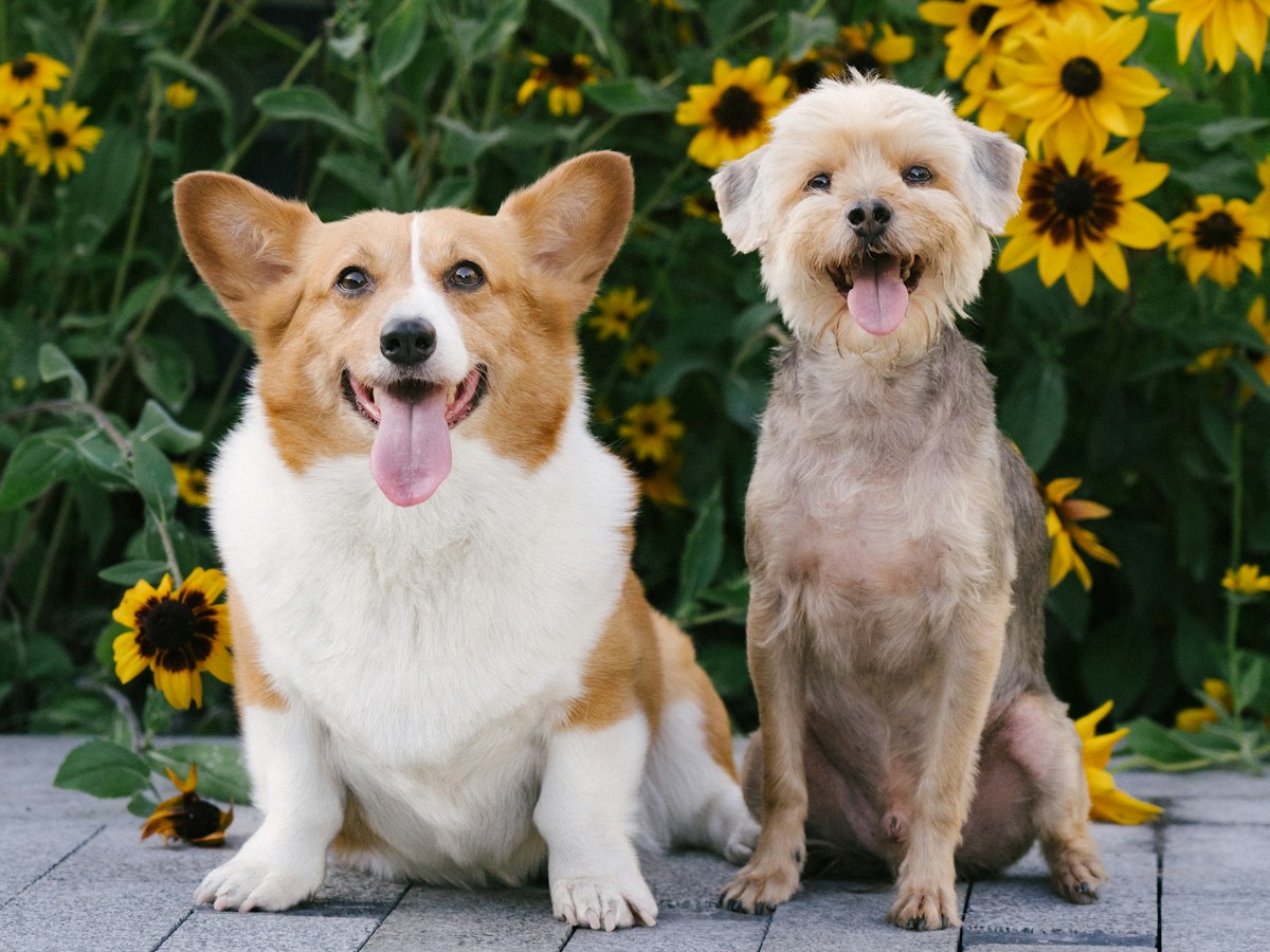 Dos perros sonrientes entre flores