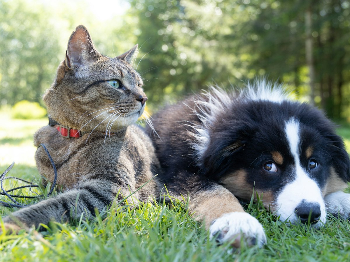 Gato y perro tumbados juntos en el césped: veterinario cerca de mí en Madrid