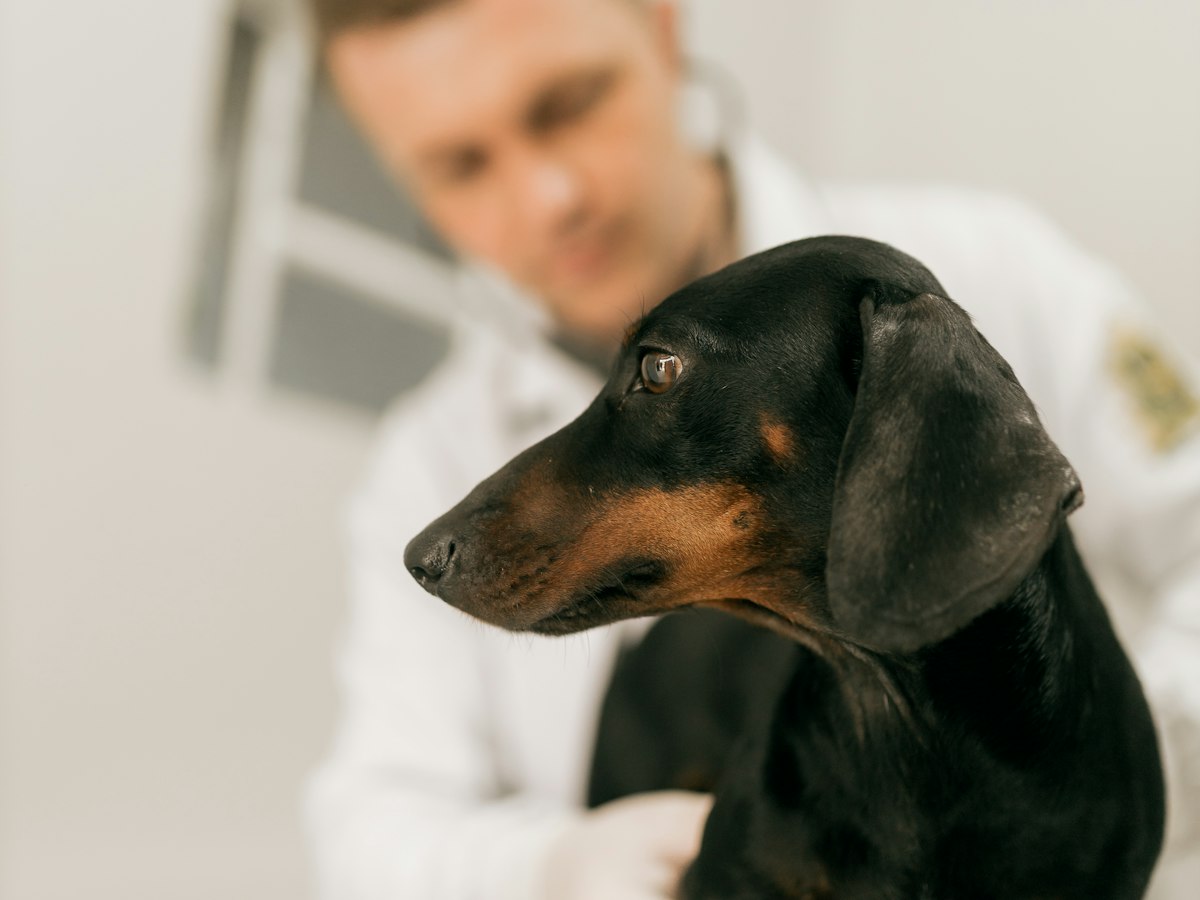 Imagen ilustrativa: Consulta veterinaria cerca de ti en Madrid