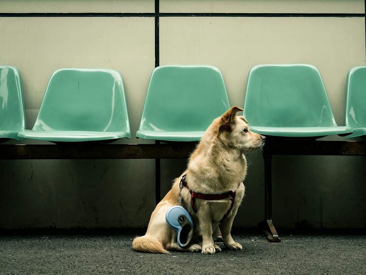 Imagen ilustrativa: Hospitalización veterinaria cerca de ti en Madrid