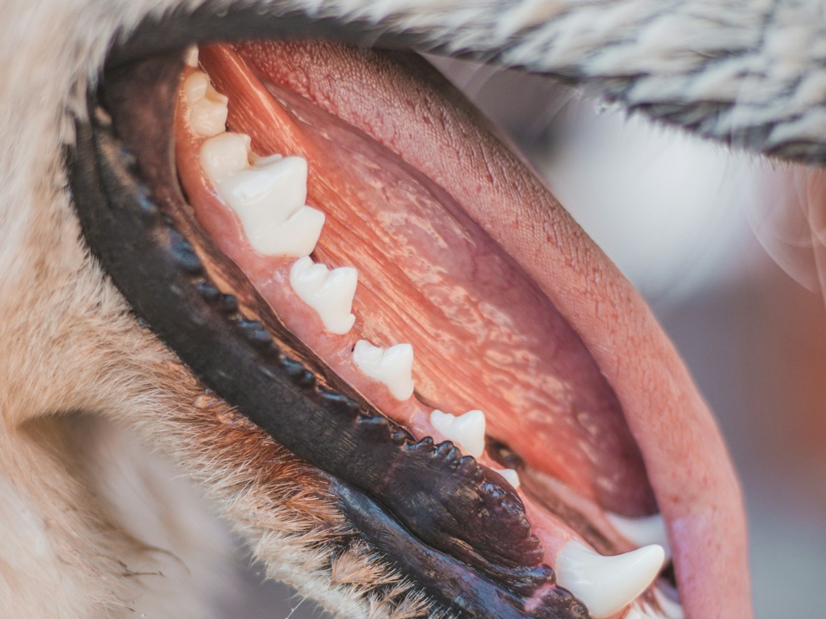 Imagen ilustrativa: Limpieza dental y odontología cerca de ti en Madrid
