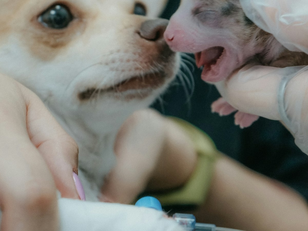 Imagen ilustrativa: Revisión de cachorros y gatitos cerca de ti en Madrid